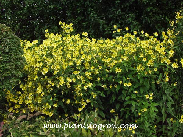 This group of plants was over 6 feet